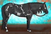 Horse Color:White Spotted Black