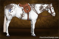 Horse Color:White Spotted Silver Black