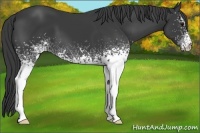 Horse Color:White Spotted Smoky Black