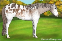 Horse Color:White Spotted Buckskin Blanket 