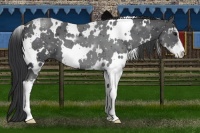 Horse Color:White Spotted Black Sabino
