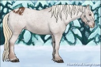 Horse Color:Chestnut Appaloosa