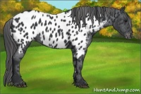 Horse Color:Black Near Leopard 