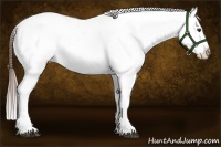 Horse Color:Red Dun Appaloosa 