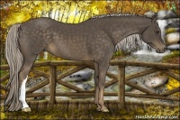 Horse Color:Chocolate Palomino 