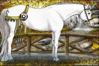 Horse Color:Chocolate Palomino Onyx Appaloosa