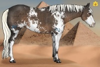 Horse Color:Liver Chestnut Sabino