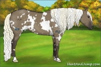 Horse Color:White Spotted Liver Red Dun 