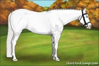 Horse Color:Silver Buckskin Pearl Sabino Appaloosa 