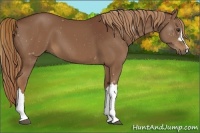 Horse Color:Chestnut 