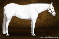 Horse Color:White Spotted Liver Red Dun Appaloosa