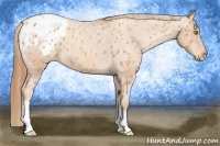 Horse Color:Gold Champagne Blanket 