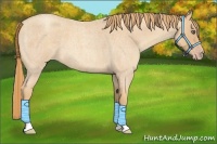 Horse Color:Gold Champagne Roan