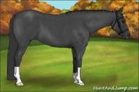 Horse Color:Blue Roan 