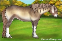 Horse Color:Chocolate Palomino Onyx