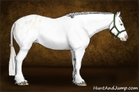 Horse Color:Perlino Onyx Appaloosa 
