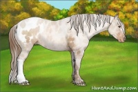 Horse Color:Bay Pearl Appaloosa 