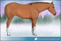 Horse Color:Chestnut 