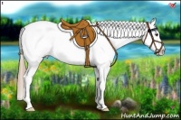 Horse Color:Chestnut Tobiano Appaloosa 