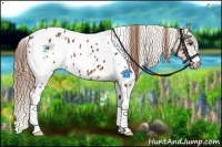 Horse Color:White Spotted Chestnut Blanket 