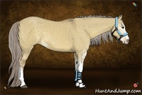 Horse Color:Chocolate Palomino Dun Sabino