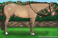 Horse Color:Amber Champagne 