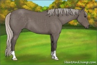 Horse Color:Silver Blue Roan 
