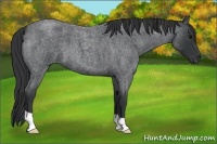Horse Color:Blue Roan 