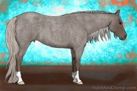 Horse Color:Silver Blue Roan 