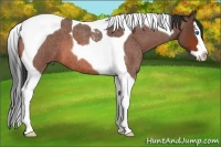 Horse Color:Bay Roan Splash Tobiano