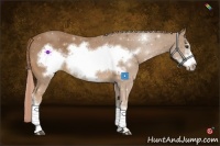 Horse Color:Palomino Frame 