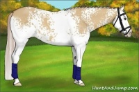 Horse Color:White Spotted Palomino Dun Splash 