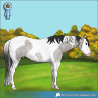 Horse Color:Grullo Roan Splash Tobiano Rabicano