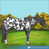 Horse Color:Black Tobiano Near Leopard