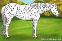 Horse Color:Black Tobiano Varnish 