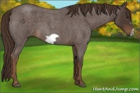 Horse Color:Liver Red Roan Frame