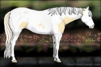 Horse Color:Gold Cream Champagne Dun Splash Tobiano