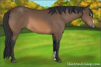 Horse Color:Bay Sabino 