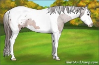 Horse Color:Bay Splash Tobiano Appaloosa 
