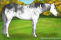 Horse Color:White Spotted Black Splash