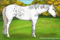 Horse Color:Plaid  Smoky Black Sabino Splash Tobiano Appaloosa Rabicano 
