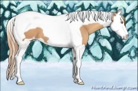 Horse Color:Gold Champagne Sabino Splash Tobiano 