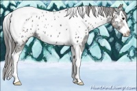 Horse Color:Plaid  Black Ice Splash Tobiano Appaloosa 