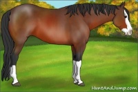 Horse Color:Bay Splash 