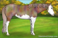 Horse Color:Nacre Chestnut Sabino Splash