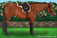 Horse Color:Bay Rabicano