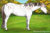 Horse Color:White Spotted Bay Appaloosa 