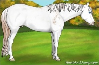 Horse Color:Chestnut Sabino Splash
