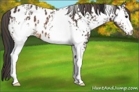 Horse Color:White Spotted Brown Appaloosa 