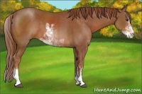 Horse Color:Chestnut Sabino 